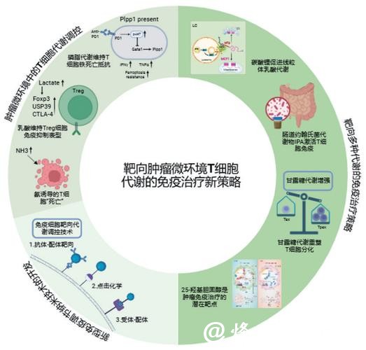 免疫治疗耐药?中国科学家发现显著提升T细胞“战斗力”靶点 免疫治疗耐药?中国科学家发现显著提升T细胞“战斗力”靶点
